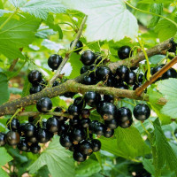 Смородина черная Ленинградская