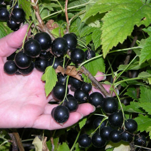 Смородина черная Нюрсинка