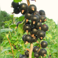 Смородина черная Титания на штамбе