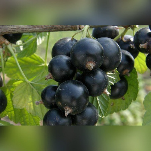 Смородина черная Черный Бумер