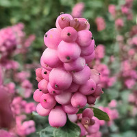 Снежноягодник «Симфони Рамбл»