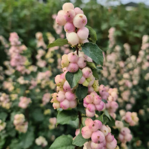 Снежноягодник «Симфони Рейв»