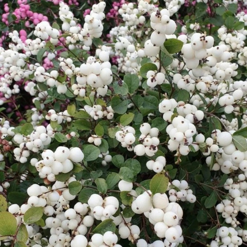 Снежноягодник «Симфони Рок»