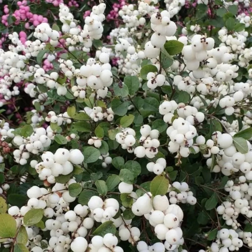 Снежноягодник Доренбоза «Вайт Хедж»