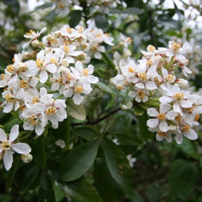 Снежноягодник Доренбоза «Мэджикал Аваланч»