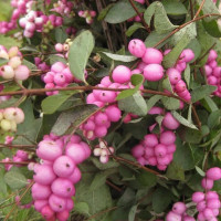 Снежноягодник Доренбоза «Мэджикал Берри Крисмас»