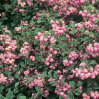 Снежноягодник Доренбоза «Мэджикал Винтерберри»