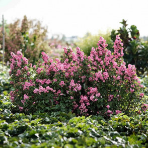 Снежноягодник Доренбоза «Мэджикал Пепл Прайд»