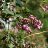 Снежноягодник Доренбоза «Мэджикал Пинк Карпет»