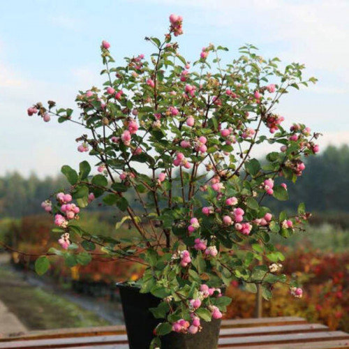 Снежноягодник Доренбоза «Мэджикал Пинк Кушион»