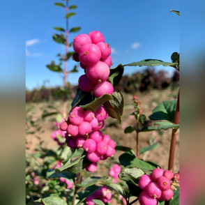 Снежноягодник Доренбоза «Мэджикал Райдин Худ»