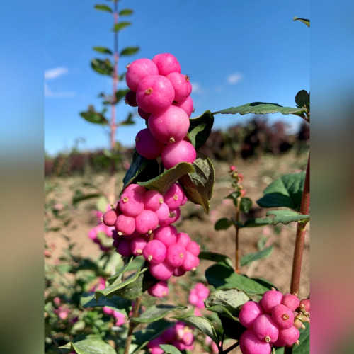 Снежноягодник Доренбоза «Мэджикал Райдин Худ»