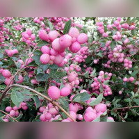 Снежноягодник Доренбоза «Мэджикал Свит»