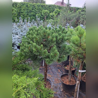 Сосна «Бенджамин» на штамбе