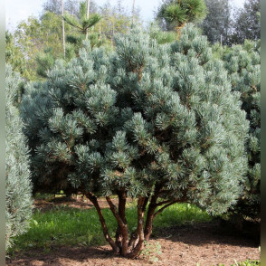 Сосна «Ватерери»