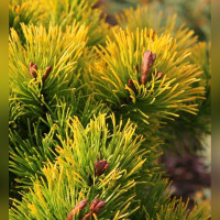 Сосна «Голд Стар» на штамбе