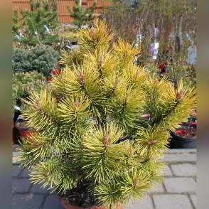Сосна «Голден Глоу»