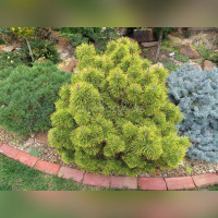 Сосна «Зюндерт» (Pinus mugo Zundert)