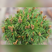 Сосна «Мини Мини» на штамбе