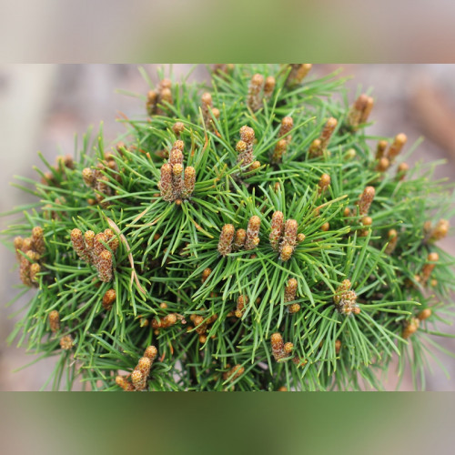 Сосна «Мини Мини» на штамбе