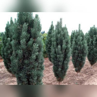 Сосна «Фастигиата» (зеленая)