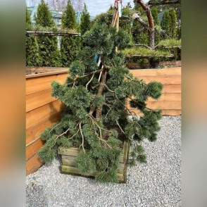 Сосна «Хилсайд Крипер»