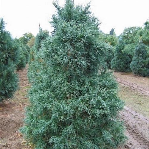 Сосна Веймутова Торулоза (Pinus strobus Torulosa)