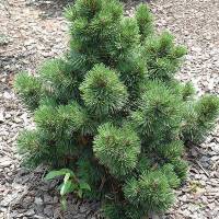 Сосна Гельдрейха (белокорая) Айриш Белл