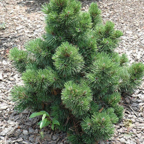 Сосна Гельдрейха (белокорая) Айриш Белл