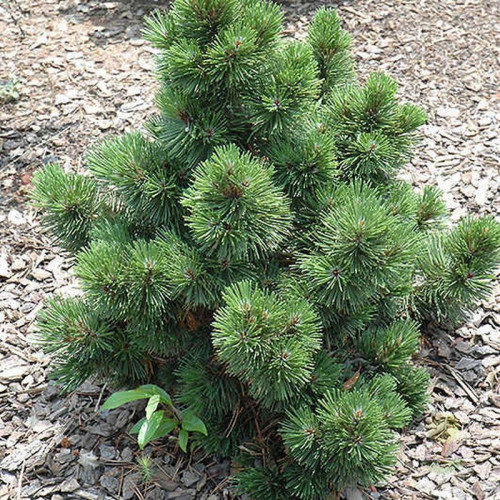 Сосна Гельдрейха (белокорая) Айриш Белл