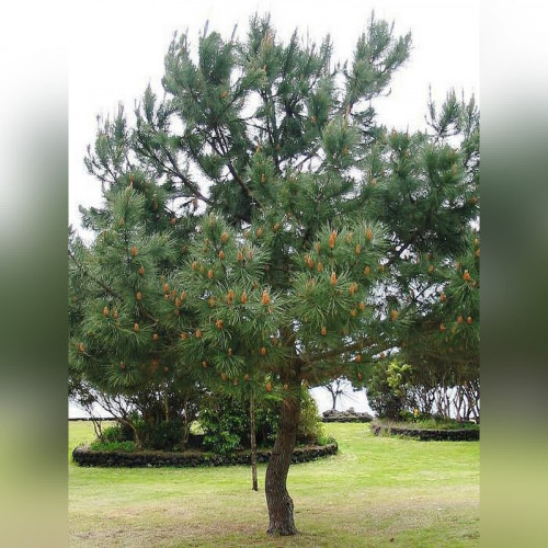 Сосна Гельдрейха Хорак