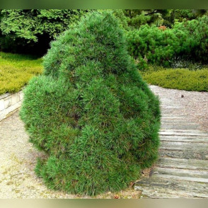 Сосна Глобоза Виридис