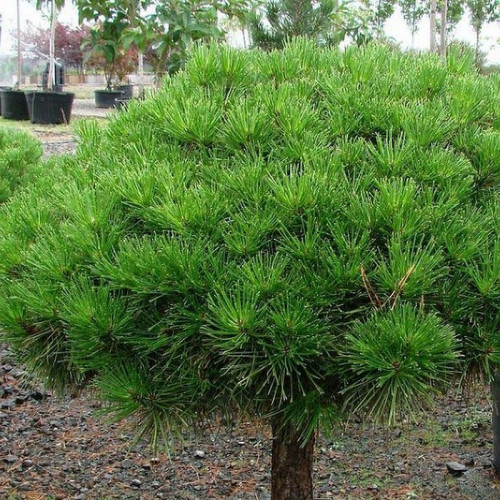 Сосна Джейн Клуис (Жан Клаус) на штамбе