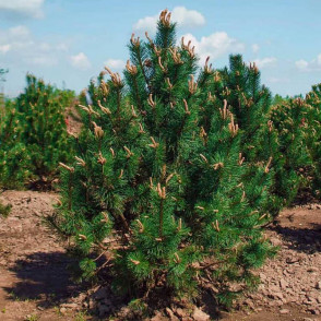 Сосна Крючковатая (Pinus uncinata)