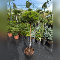 Сосна Мари брегон на штамбе