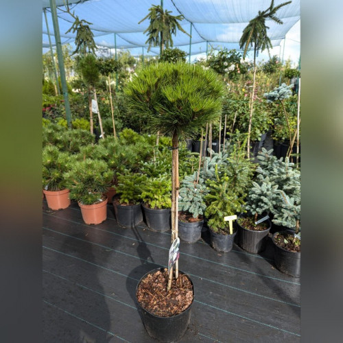 Сосна Мари брегон на штамбе