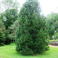 Сосна Румелийская