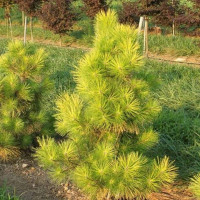 Сосна Тунберга Огон (Ogon)