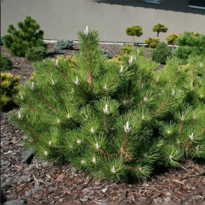 Сосна Тунберга Сайонара (Sayonara)