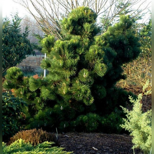 Сосна Тунберга Тандерхед (Thunderhead)