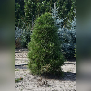 Сосна Черная Спилберг