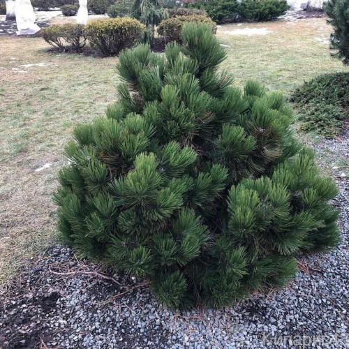 Сосна белокорая «Малинки»