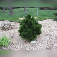 Сосна белокорая Грин Бан (pinus hedreichii green bun)