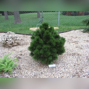 Сосна белокорая Грин Бан (pinus hedreichii green bun)