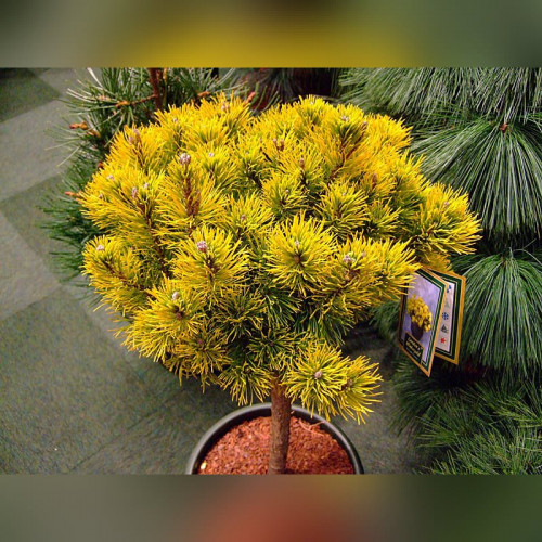 Сосна горная «Винтер Голд» на штамбе