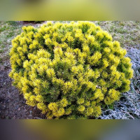 Сосна горная «Винтер Голд»