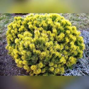 Сосна горная «Винтер Голд»