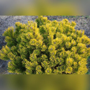 Сосна горная «Голд Стар»