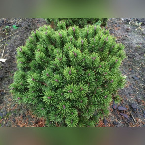 Сосна горная «Литомисл» (Lytomysl)