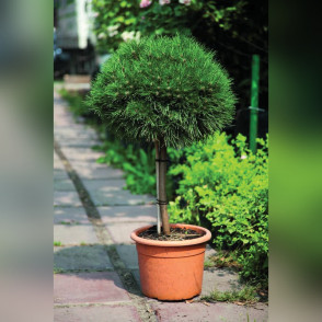 Сосна горная «Мопс» на штамбе